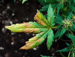 A green leaf with yellow and brown edges showing signs of damage.