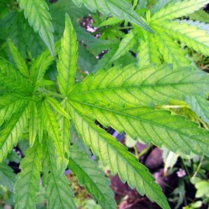 Close-up of vibrant green cannabis leaves with detailed veins.