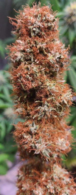 Close-up of a cannabis bud with orange hairs and trichomes.