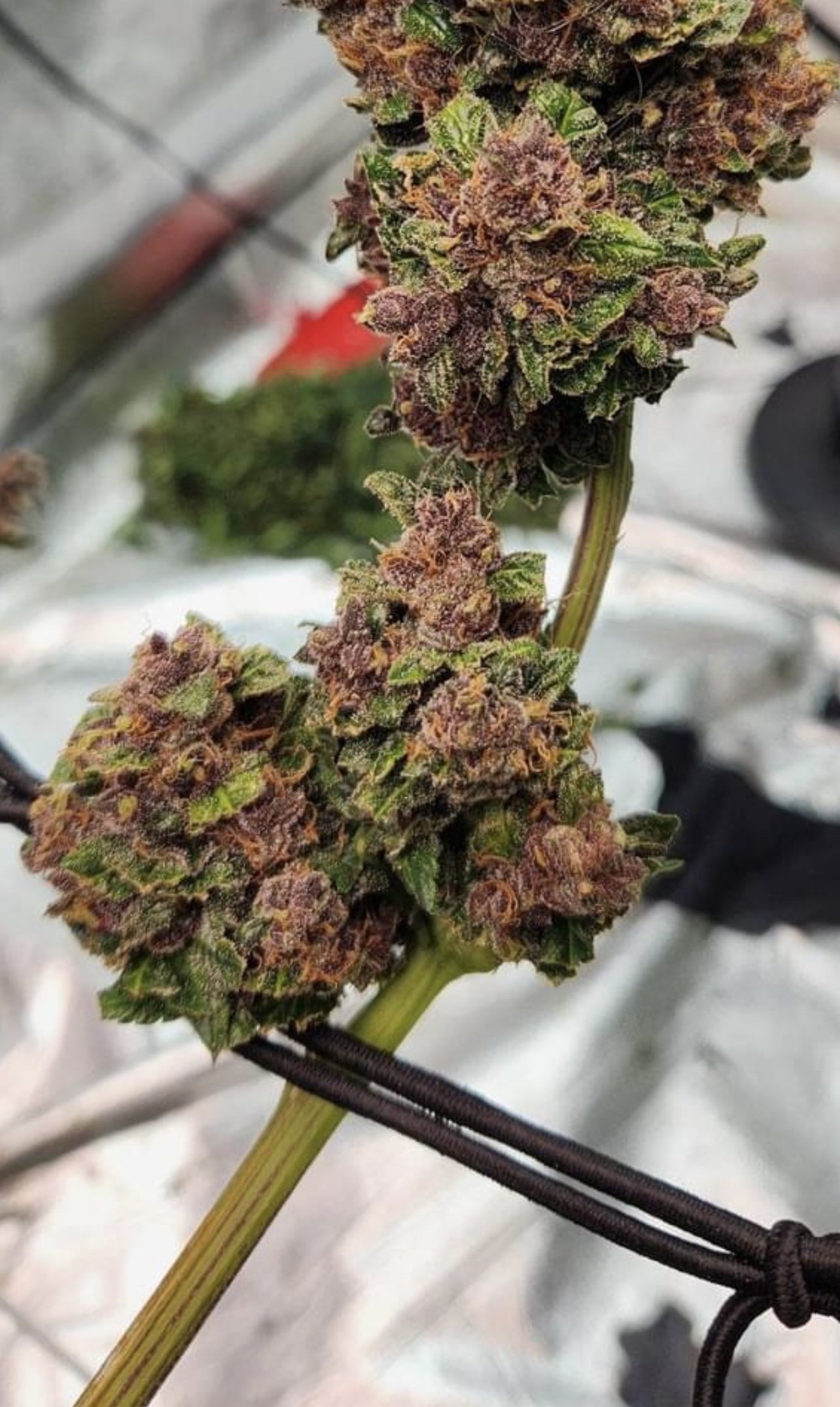 Close-up of cannabis buds with purple hues on a stem.