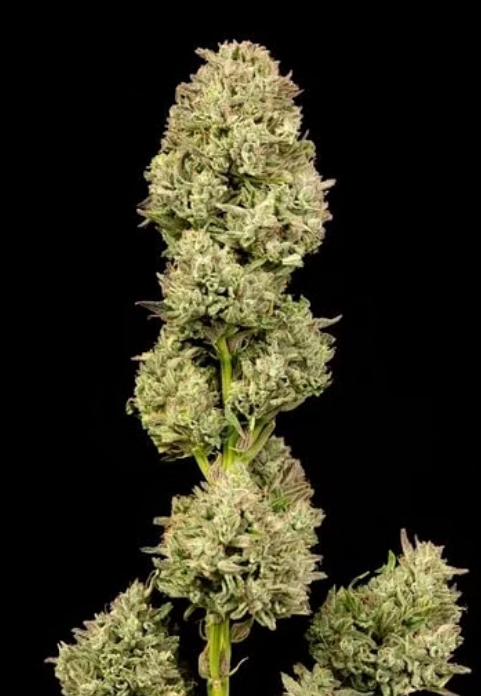 Close-up of a dense cannabis bud with visible trichomes and pistils on a black background.