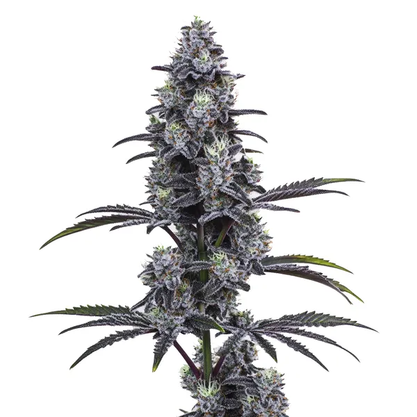 Vice City- PHOTO - NUKEHEADS GENETICS