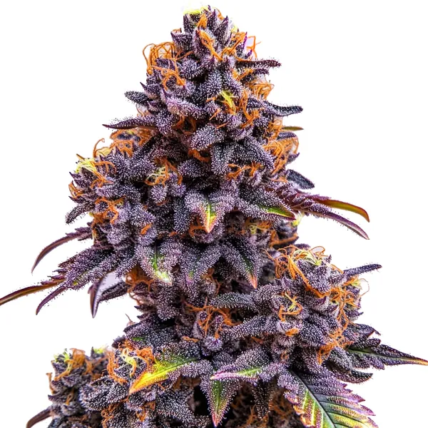 Forbidden Fruit - AUTO - NUKEHEADS GENETICS