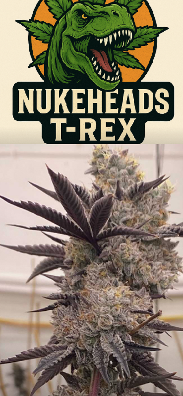 Close-up of a dense cannabis bud with dark purple leaves.