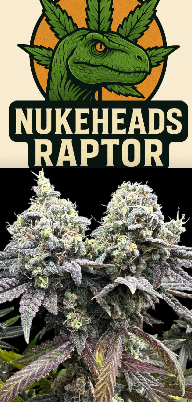 Close-up of frosty cannabis buds with 'Nukeheads Raptor' text above.