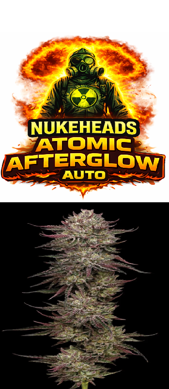 NukeHeads Atomic Afterglow Auto cannabis strain logo and bud.