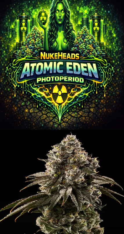 Nukeheads Atomic Eden Photoperiod cannabis strain with dense buds.