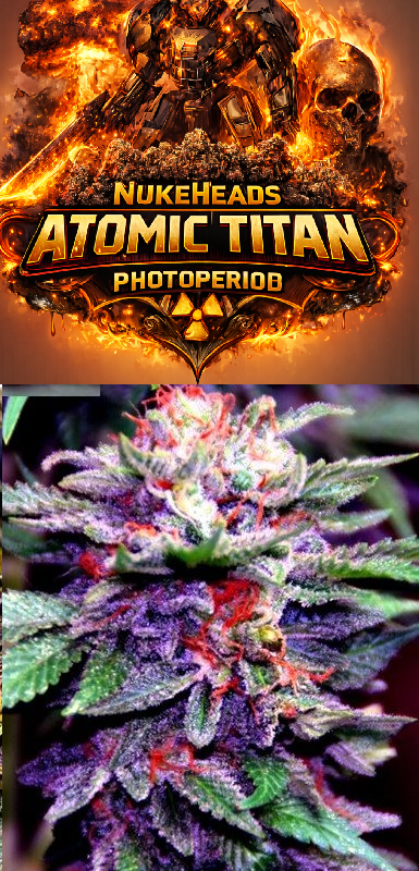 Close-up of colorful Atomic Titan cannabis buds.