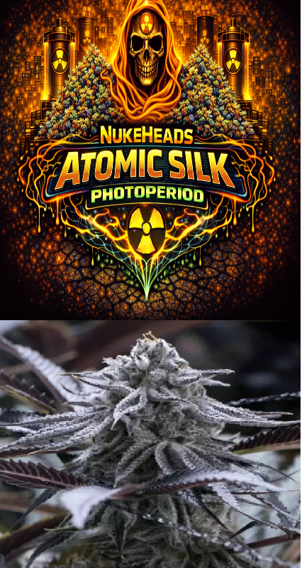 Close-up of a frosty cannabis bud under the Nukedabz Atomic Silk Photoperiod brand.