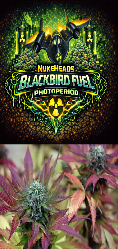 Vibrant Blackbird Fuel Photoperiod cannabis packaging with colorful buds.