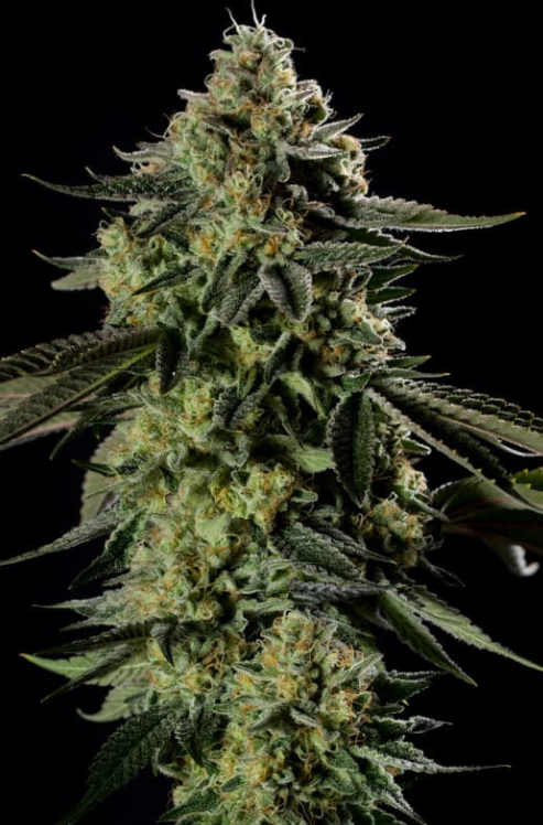 Close-up of a frosty cannabis bud with trichomes and pistils.