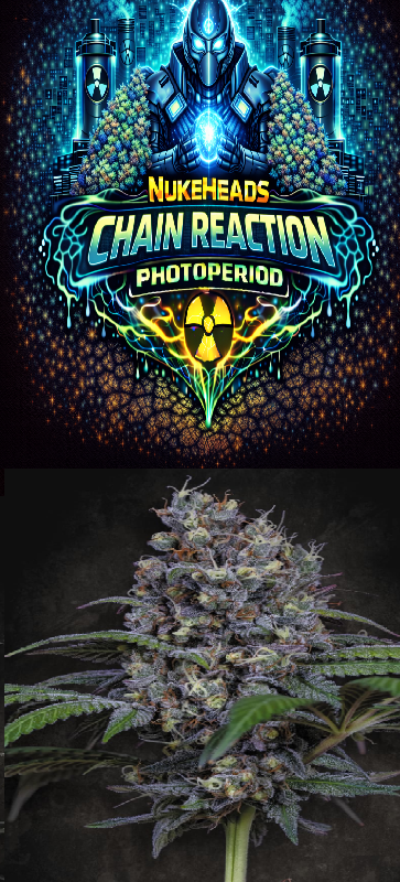 Close-up of a cannabis bud with Champion Photoperiod branding.