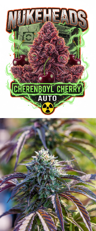 Close-up of Cherenboyl Cherry Auto cannabis buds with vibrant purple hues.