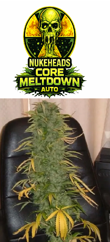 Tall cannabis plant with dense buds on a chair.
