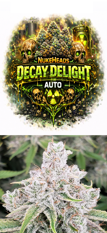 Decay Delight Auto cannabis strain logo with frosty buds.