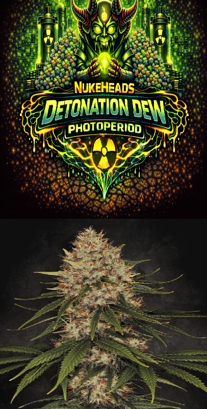 Close-up of a Detonation Dew Photoperiod cannabis bud with vibrant colors and textures.