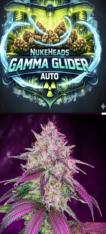 Close-up of a vibrant cannabis bud under purple lighting.