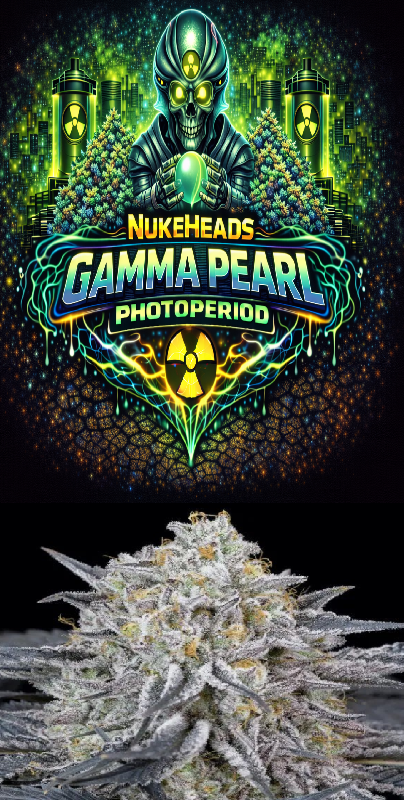 Close-up of a frosty cannabis bud under a colorful Gamma Pearl Photoperiod label.