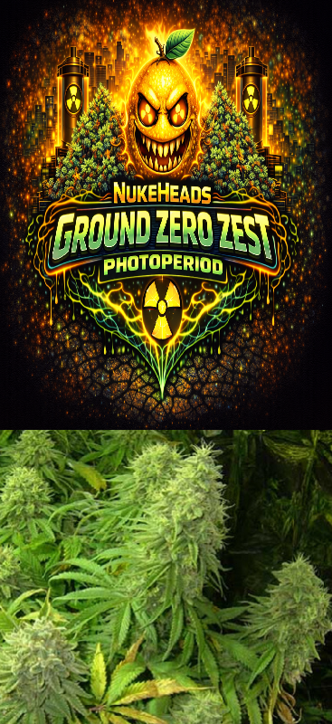 Logo of Ground Zero Zest Photoperiod with cannabis plants below.