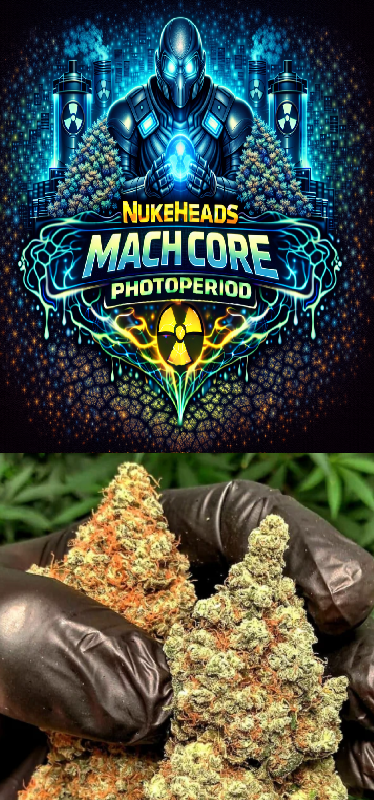 Close-up of cannabis buds held by gloved hands with a vibrant Mach Core Photoperiod logo above.