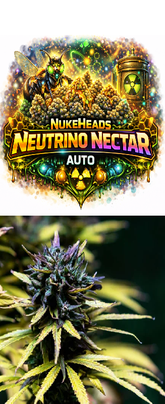 Close-up of a vibrant cannabis bud with purple hues under bright light.