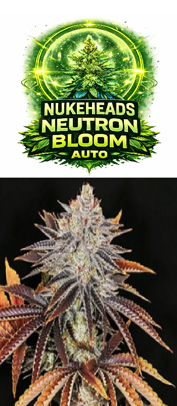 A vibrant cannabis bud labeled 'Neutron Bloom Auto'.