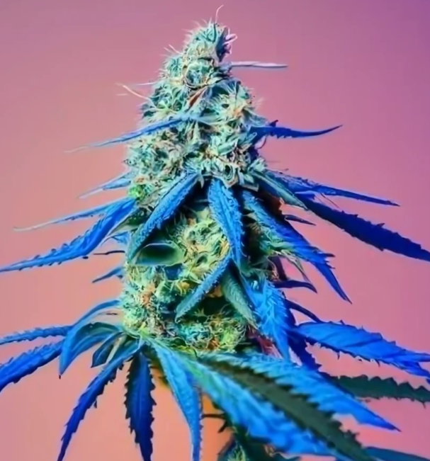 Close-up of a cannabis plant bud with colorful background lighting.