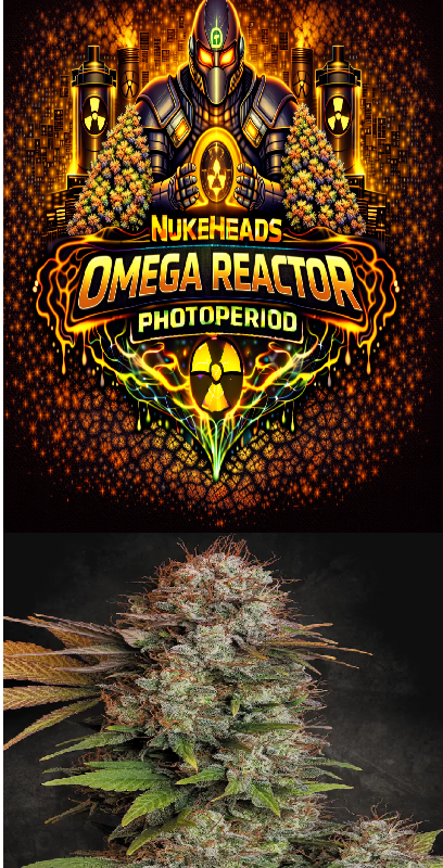 Cannabis product labeled 'Nukeheads Omega Reactor Photoperiod'.