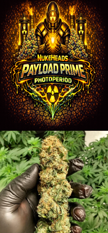 Close-up of a cannabis bud held above green leaves with a vibrant Payload Prime Photoperiod logo.