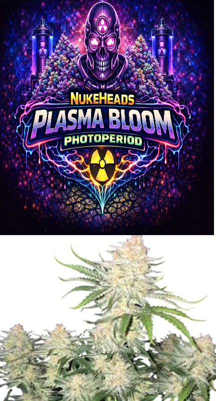 Nukeheads Plasma Bloom and vibrant cannabis bud image.