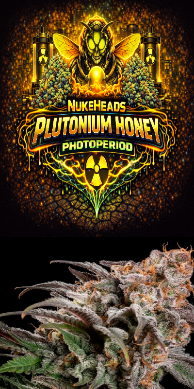 Close-up of cannabis buds under a colorful Plutonium Honey branding.