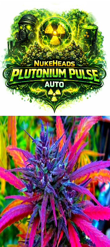 Colorful cannabis plant under Plutonium Pulse Auto brand.