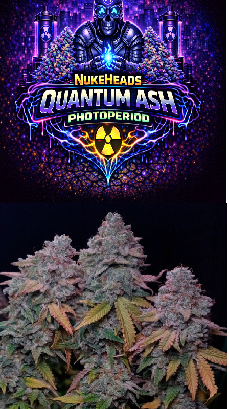 Close-up of dense cannabis buds under Quantum Ash Photoperiod branding.