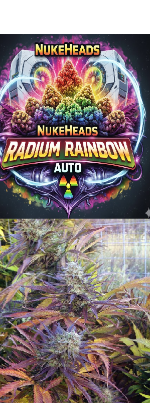 Colorful cannabis buds under UV light with Nuke Heads Radium Rainbow Auto branding.