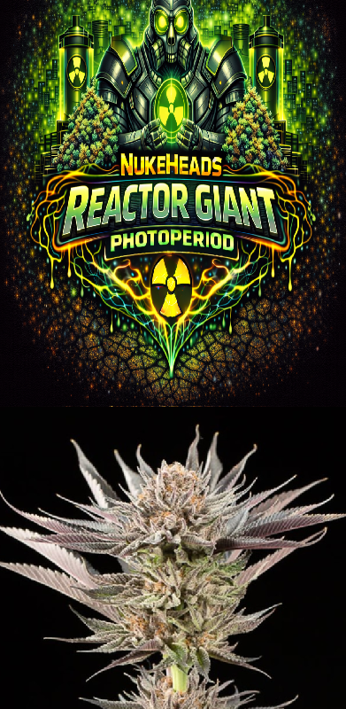 Reactor Giant Photoperiod cannabis strain artwork and close-up bud.