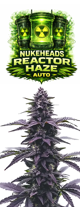 Close-up of a purple cannabis bud labeled 'Haze Auto'.