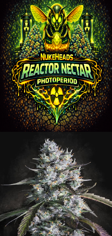 Logo and close-up of a frosty cannabis bud from Reactor Nectar Photoperiod.