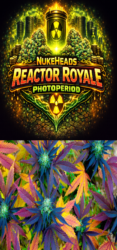 Colorful cannabis plants with a Reactor Royale Photoperiod logo.