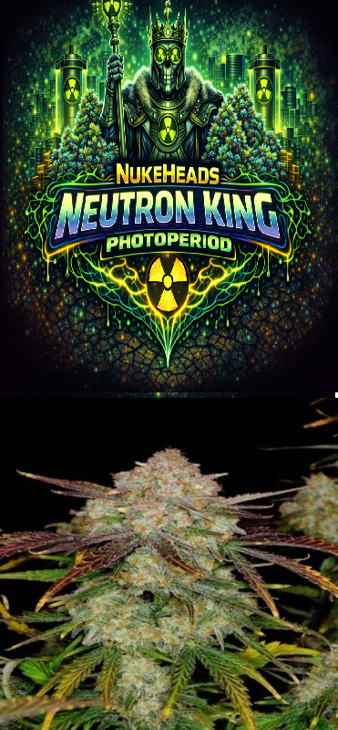 Close-up of a cannabis bud with Neutron King Photoperiod branding above.
