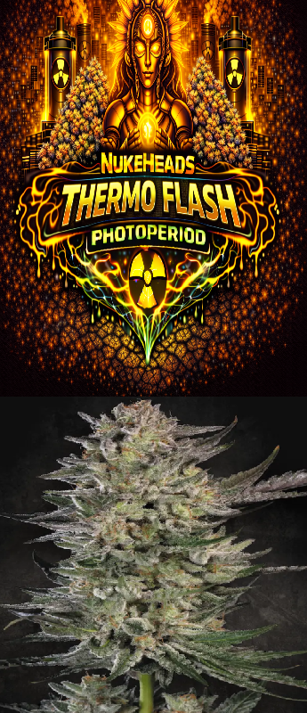 Close-up of a cannabis bud with a glowing neon logo above it.