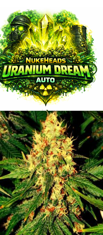 Cannabis strain Uranium Dream Auto with vibrant buds.