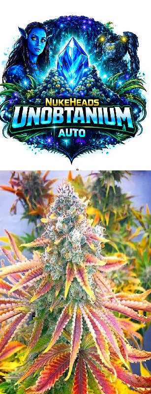 Close-up of a frosty cannabis bud with vibrant orange pistils and trichomes.