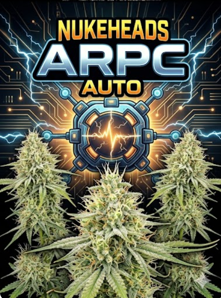 Close-up of three dense cannabis buds with ARPC Auto logo in background.